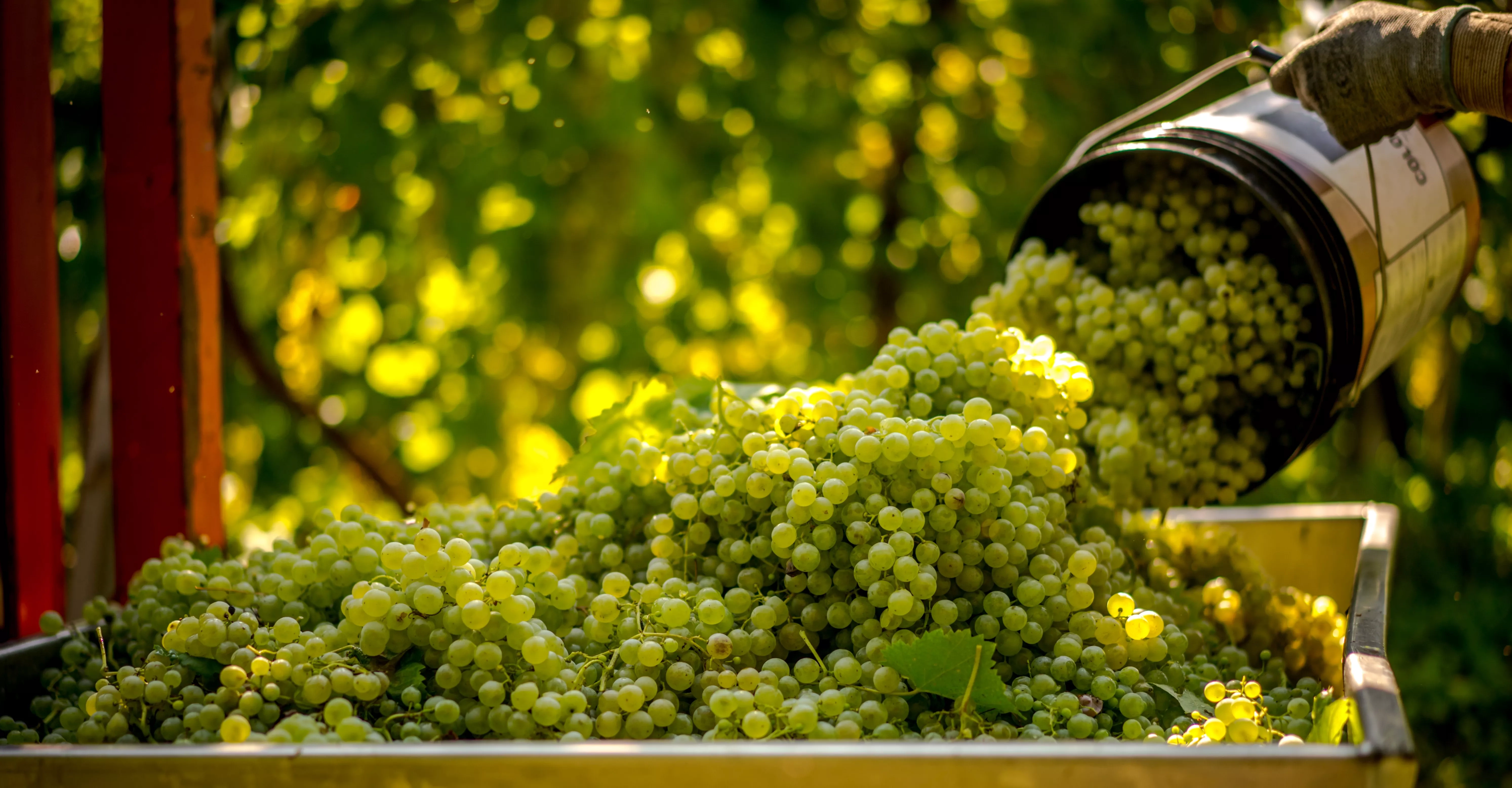 grapes