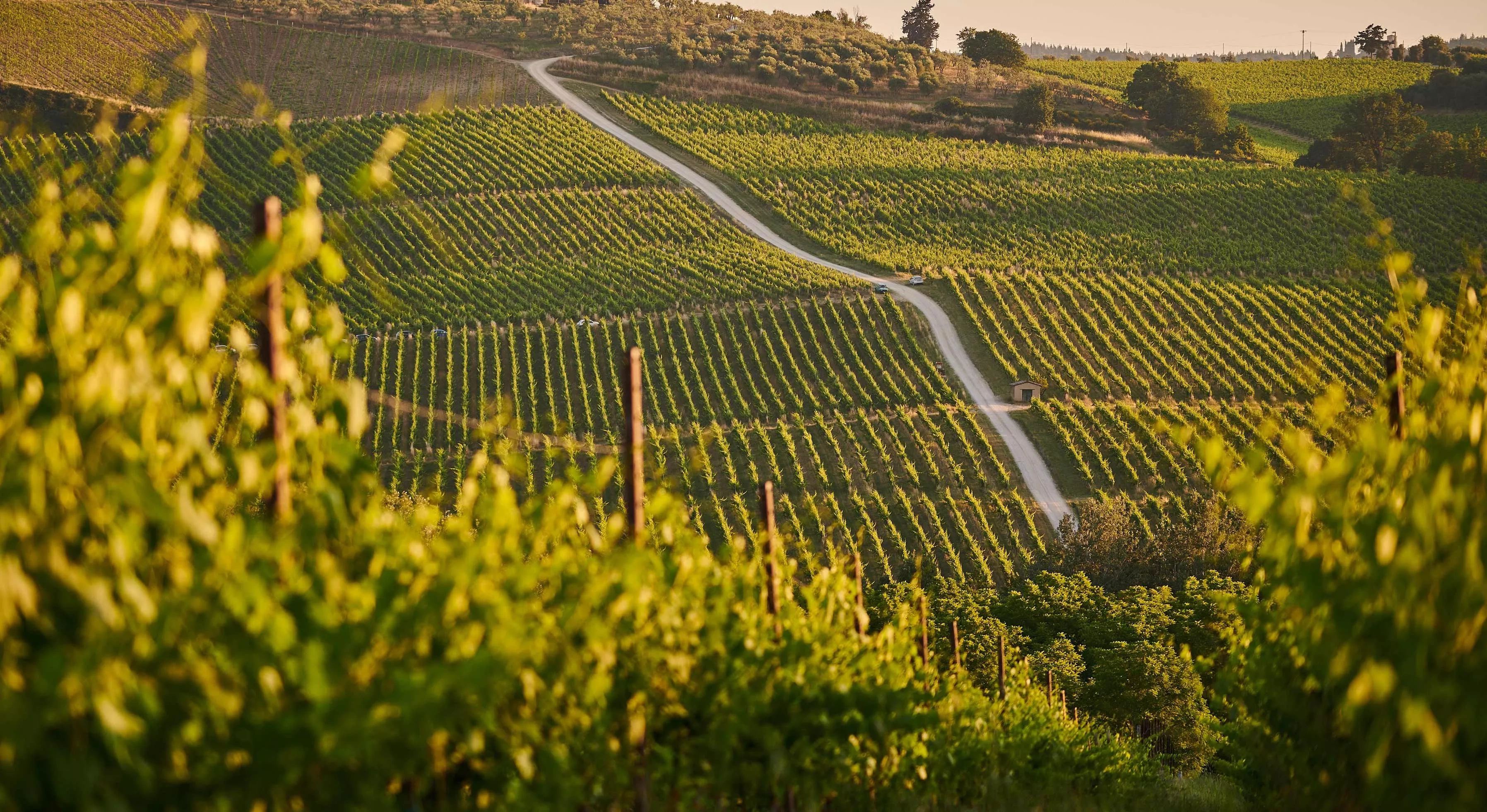 vineyard